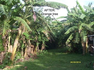 AFTER: 
Orange tree 
 