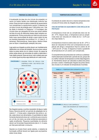 0 a 98 dias (0 a 14 semanas) Seção 1: Recria
7
0 a 98 dias (0 a 14 semanas) Seção 1: Recria
PREPARO DA ÁREA DE CRIA
A localização da área de cria (círculo de proteção) no
centro do aviário facilita uma distribuição uniforme dos
pintos. Esse princípio se aplica a sistemas de aquecimento
com campânulas ou aquecimento central. O desenho de
um típico círculo de proteção para 1.000 pintos com 1 dia
de idade é mostrado no Diagrama 1. A montagem dos
círculos deve ser planejada de forma que pintos obtidos
de lotes de avós de diferentes idades sejam alojados se-
paradamente. Pintos produzidos por lotes de avós jovens
terão maior oportunidade de atingir o peso médio do lote
se mantidos separados nos primeiros 14 - 21 dias (2 - 3
semanas). Recomenda-se, nessa época, destinar áreas
para se fazer a classiﬁcação (seleção) das aves.
Logo após sua chegada os pintos devem ser imediatamente
distribuídos nos círculos de proteção. Nunca se deve colocar
todos os pintos dentro de um mesmo círculo. As caixas de
pintos vazias devem ser removidas do aviário e destruídas o
mais rápido possível. Deve-se tomar muito cuidado para que
um número igual de pintos seja distribuído em cada círculo.
Na chegada à granja, os pintos necessitam de água e ração
fresca. Deve-se permitir um período de adaptação de no
máximo 1 - 2 horas após o alojamento dos pintos e, en-
tão, estes devem ser alimentados. A quantidade de ração
fornecida diariamente deve ser o suﬁciente para consumo
em um dia, de modo a se evitar problemas associados à
ração envelhecida. Pequenas quantidades de alimento
devem ser fornecidas freqüentemente (isto é, 5 - 6 vezes
por dia) para estimular o consumo.
Quando os círculos forem sendo abertos, o restante da
iluminação artiﬁcial deverá ser ligada para acompanhar
estas novas áreas.
TEMPERATURA DURANTE A CRIA
O ambiente do aviário deve ter a mesma temperatura dos
círculos 24 horas antes da chegada dos pintos.
CRIA EM SISTEMA DE AQUECIMENTO COM CÍRCULOS DE
PROTEÇÃO
A temperatura inicial sob as campânulas deve ser de
29 - 31ºC. Depois disso, a temperatura sob as campâ-
nulas deve ser reduzida em média de 0,2 - 0,3ºC por
dia (Veja tabela 1).
A temperatura inicial do aviário deve ser de 25 - 27ºC e
deve ser reduzida em linha com a temperatura da cam-
pânula até atingir a temperatura ﬁnal do aviário de 20
- 22ºC aos 24 - 27 dias. O diagrama 2 ilustra o gradiente
de temperatura em um aviário com campânulas.
O comportamento dos pintos deve ser contínua e cuidadosa-
mente observado durante todo o período de cria, porque ele
é o melhor indicador da temperatura correta (Veja Diagrama
3). Termômetros devem ser colocados na altura dos pintos
por todo o aviário. A distribuição irregular dos pintos dentro
dos círculos é um indicador de temperaturas incorretas.
 