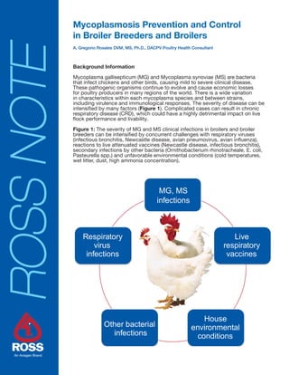 ROSSNOTE Mycoplasmosis Prevention and Control
in Broiler Breeders and Broilers
A. Gregorio Rosales DVM, MS, Ph.D., DACPV Poultry Health Consultant
Background Information
Mycoplasma gallisepticum (MG) and Mycoplasma synoviae (MS) are bacteria
that infect chickens and other birds, causing mild to severe clinical disease.
These pathogenic organisms continue to evolve and cause economic losses
for poultry producers in many regions of the world. There is a wide variation
in characteristics within each mycoplasma species and between strains,
including virulence and immunological responses. The severity of disease can be
intensified by many factors (Figure 1). Complicated cases can result in chronic
respiratory disease (CRD), which could have a highly detrimental impact on live
flock performance and livability.
Figure 1: The severity of MG and MS clinical infections in broilers and broiler
breeders can be intensified by concurrent challenges with respiratory viruses
(infectious bronchitis, Newcastle disease, avian pneumovirus, avian influenza),
reactions to live attenuated vaccines (Newcastle disease, infectious bronchitis),
secondary infections by other bacteria (Ornithobacterium rhinotracheale, E. coli,
Pasteurella spp.) and unfavorable environmental conditions (cold temperatures,
wet litter, dust, high ammonia concentration).
MG, MS
infections
Live
respiratory
vaccines
House
environmental
conditions
Other bacterial
infections
Respiratory
virus
infections
 
