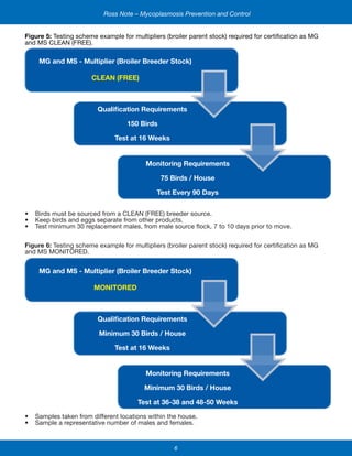 6
Ross Note – Mycoplasmosis Prevention and Control
Figure 5: Testing scheme example for multipliers (broiler parent stock) required for certification as MG
and MS CLEAN (FREE).
•	 Birds must be sourced from a CLEAN (FREE) breeder source.
•	 Keep birds and eggs separate from other products.
•	 Test minimum 30 replacement males, from male source flock, 7 to 10 days prior to move.
Figure 6: Testing scheme example for multipliers (broiler parent stock) required for certification as MG
and MS MONITORED.
•	 Samples taken from different locations within the house.
•	 Sample a representative number of males and females.
MG and MS - Multiplier (Broiler Breeder Stock)
CLEAN (FREE)
Qualification Requirements
150 Birds
Test at 16 Weeks
Monitoring Requirements
75 Birds / House
Test Every 90 Days
MG and MS - Multiplier (Broiler Breeder Stock)
MONITORED
Qualification Requirements
Minimum 30 Birds / House
Test at 16 Weeks
Monitoring Requirements
Minimum 30 Birds / House
Test at 36-38 and 48-50 Weeks
 