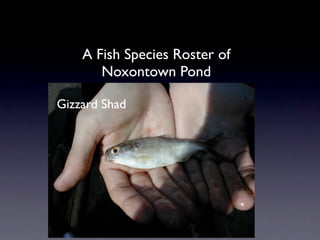 A Fish Species Roster of
       Noxontown Pond

Gizzard Shad
 
