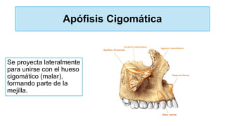 Apófisis Cigomática
Se proyecta lateralmente
para unirse con el hueso
cigomático (malar),
formando parte de la
mejilla.
 