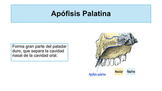 Apófisis Palatina
Forma gran parte del paladar
duro, que separa la cavidad
nasal de la cavidad oral.
 