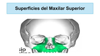 Superficies del Maxilar Superior
 