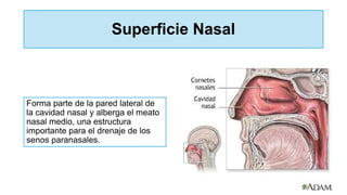 Superficie Nasal
Forma parte de la pared lateral de
la cavidad nasal y alberga el meato
nasal medio, una estructura
importante para el drenaje de los
senos paranasales.
 