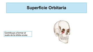 Superficie Orbitaria
Contribuye a formar el
suelo de la órbita ocular.
 