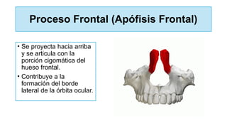 Proceso Frontal (Apófisis Frontal)
• Se proyecta hacia arriba
y se articula con la
porción cigomática del
hueso frontal.
• Contribuye a la
formación del borde
lateral de la órbita ocular.
 