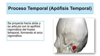Proceso Temporal (Apófisis Temporal)
Se proyecta hacia atrás y
se articula con la apófisis
cigomática del hueso
temporal, formando el arco
cigomático.
 