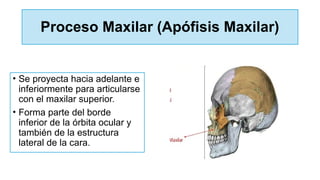 Proceso Maxilar (Apófisis Maxilar)
• Se proyecta hacia adelante e
inferiormente para articularse
con el maxilar superior.
• Forma parte del borde
inferior de la órbita ocular y
también de la estructura
lateral de la cara.
 