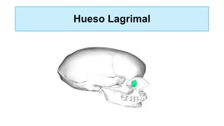 Hueso Lagrimal
 