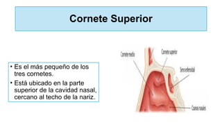 Cornete Superior
• Es el más pequeño de los
tres cornetes.
• Está ubicado en la parte
superior de la cavidad nasal,
cercano al techo de la nariz.
 