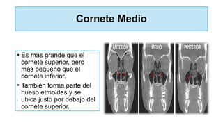 Cornete Medio
• Es más grande que el
cornete superior, pero
más pequeño que el
cornete inferior.
• También forma parte del
hueso etmoides y se
ubica justo por debajo del
cornete superior.
 