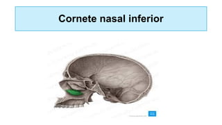 Cornete nasal inferior
 