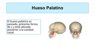 Hueso Palatino
El hueso palatino es
pareado, presenta forma
de L y está ubicado
posterior a la cavidad
nasal.
 