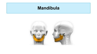 Mandíbula
 