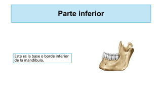 Parte inferior
Esta es la base o borde inferior
de la mandíbula.
 