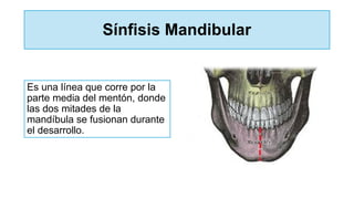 Sínfisis Mandibular
Es una línea que corre por la
parte media del mentón, donde
las dos mitades de la
mandíbula se fusionan durante
el desarrollo.
 