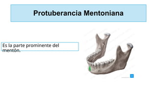 Protuberancia Mentoniana
Es la parte prominente del
mentón.
 