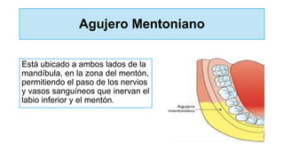 Agujero Mentoniano
Está ubicado a ambos lados de la
mandíbula, en la zona del mentón,
permitiendo el paso de los nervios
y vasos sanguíneos que inervan el
labio inferior y el mentón.
 