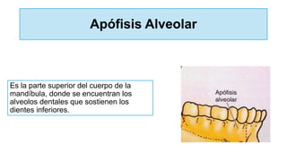 Apófisis Alveolar
Es la parte superior del cuerpo de la
mandíbula, donde se encuentran los
alveolos dentales que sostienen los
dientes inferiores.
 