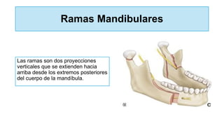 Ramas Mandibulares
Las ramas son dos proyecciones
verticales que se extienden hacia
arriba desde los extremos posteriores
del cuerpo de la mandíbula.
 