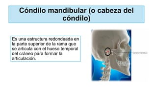 Cóndilo mandibular (o cabeza del
cóndilo)
Es una estructura redondeada en
la parte superior de la rama que
se articula con el hueso temporal
del cráneo para formar la
articulación.
 