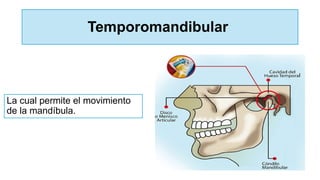 Temporomandibular
La cual permite el movimiento
de la mandíbula.
 