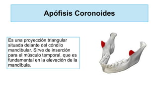 Apófisis Coronoides
Es una proyección triangular
situada delante del cóndilo
mandibular. Sirve de inserción
para el músculo temporal, que es
fundamental en la elevación de la
mandíbula.
 