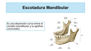Escotadura Mandibular
Es una depresión curva entre el
cóndilo mandibular y la apófisis
coronoides.
 