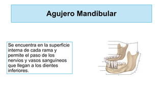 Agujero Mandibular
Se encuentra en la superficie
interna de cada rama y
permite el paso de los
nervios y vasos sanguíneos
que llegan a los dientes
inferiores.
 