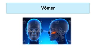 Vómer
 