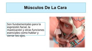 Músculos De La Cara
Son fundamentales para la
expresión facial, la
masticación y otras funciones
esenciales como hablar y
cerrar los ojos.
 