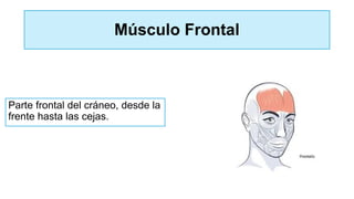 Músculo Frontal
Parte frontal del cráneo, desde la
frente hasta las cejas.
 
