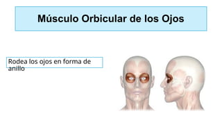 Músculo Orbicular de los Ojos
Rodea los ojos en forma de
anillo
 