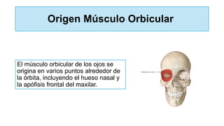 Origen Músculo Orbicular
El músculo orbicular de los ojos se
origina en varios puntos alrededor de
la órbita, incluyendo el hueso nasal y
la apófisis frontal del maxilar.
 