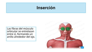 Inserción
Las fibras del músculo
orbicular se entrelazan
entre sí, formando un
anillo alrededor del ojo.
 
