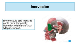 Inervación
Este músculo está inervado
por la rama temporal y
cigomática del nervio facial
(VII par craneal).
 