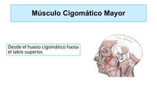 Músculo Cigomático Mayor
Desde el hueso cigomático hasta
el labio superior.
 