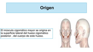 Origen
El músculo cigomático mayor se origina en
la superficie lateral del hueso cigomático
posterior , del cuerpo de este hueso.
 