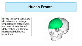 Hueso Frontal
forma la suave curvatura
de la frente y protege
importantes estructuras
como el lóbulo frontal
del cerebro y la lámina
horizontal del hueso
etmoides.
 