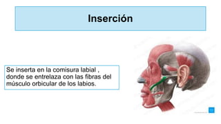 Inserción
Se inserta en la comisura labial ,
donde se entrelaza con las fibras del
músculo orbicular de los labios.
 