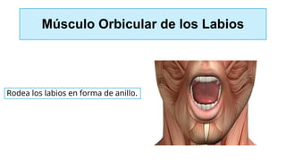 Músculo Orbicular de los Labios
Rodea los labios en forma de anillo.
 