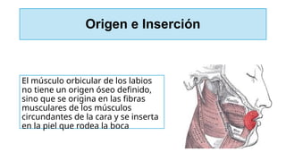 Origen e Inserción
El músculo orbicular de los labios
no tiene un origen óseo definido,
sino que se origina en las fibras
musculares de los músculos
circundantes de la cara y se inserta
en la piel que rodea la boca
 