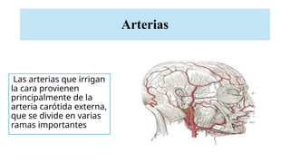 Arterias
Las arterias que irrigan
la cara provienen
principalmente de la
arteria carótida externa,
que se divide en varias
ramas importantes
 