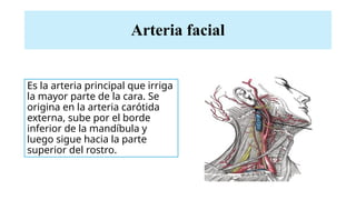 Arteria facial
Es la arteria principal que irriga
la mayor parte de la cara. Se
origina en la arteria carótida
externa, sube por el borde
inferior de la mandíbula y
luego sigue hacia la parte
superior del rostro.
 