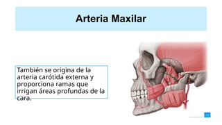 Arteria Maxilar
También se origina de la
arteria carótida externa y
proporciona ramas que
irrigan áreas profundas de la
cara.
 