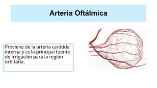 Arteria Oftálmica
Proviene de la arteria carótida
interna y es la principal fuente
de irrigación para la región
orbitaria.
 