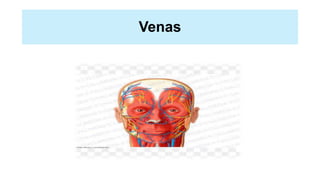 Venas
 