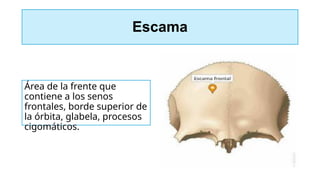 Escama
Área de la frente que
contiene a los senos
frontales, borde superior de
la órbita, glabela, procesos
cigomáticos.
 