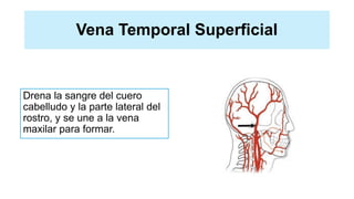 Vena Temporal Superficial
Drena la sangre del cuero
cabelludo y la parte lateral del
rostro, y se une a la vena
maxilar para formar.
 
